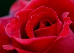 blumen