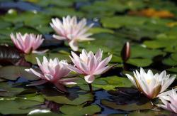 seerose5.jpg
