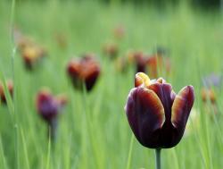 "tulipan" britzer garten in berlin