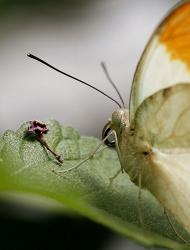 macro