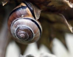 schnecke_2.jpg