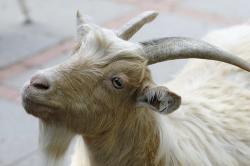 hagenbecks tierpark