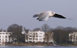 an der außenalster