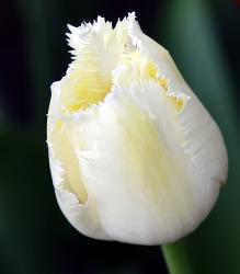_MG_7982.jpg