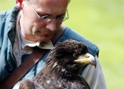 greifvogel-flugshow weißkopfseeadler