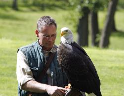 weißkopfseeadler