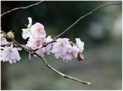 es "frühlingt" in planten un blomen
